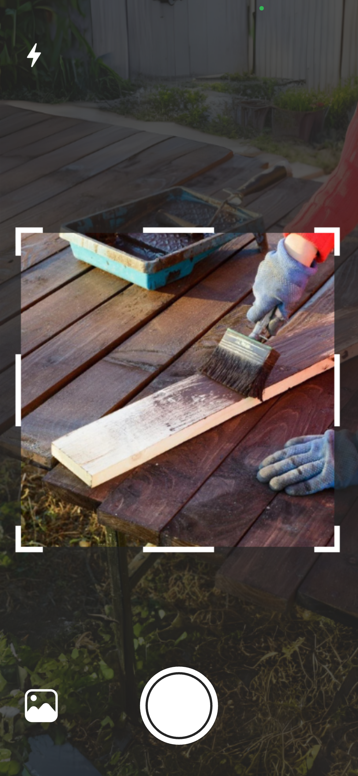 Taking a photo of a tree or wood